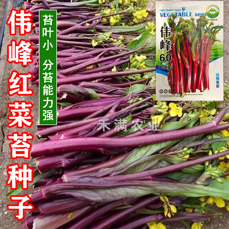 正宗武汉红菜苔种子批2克洪山早熟高产耐寒1秋季菜心四季优
