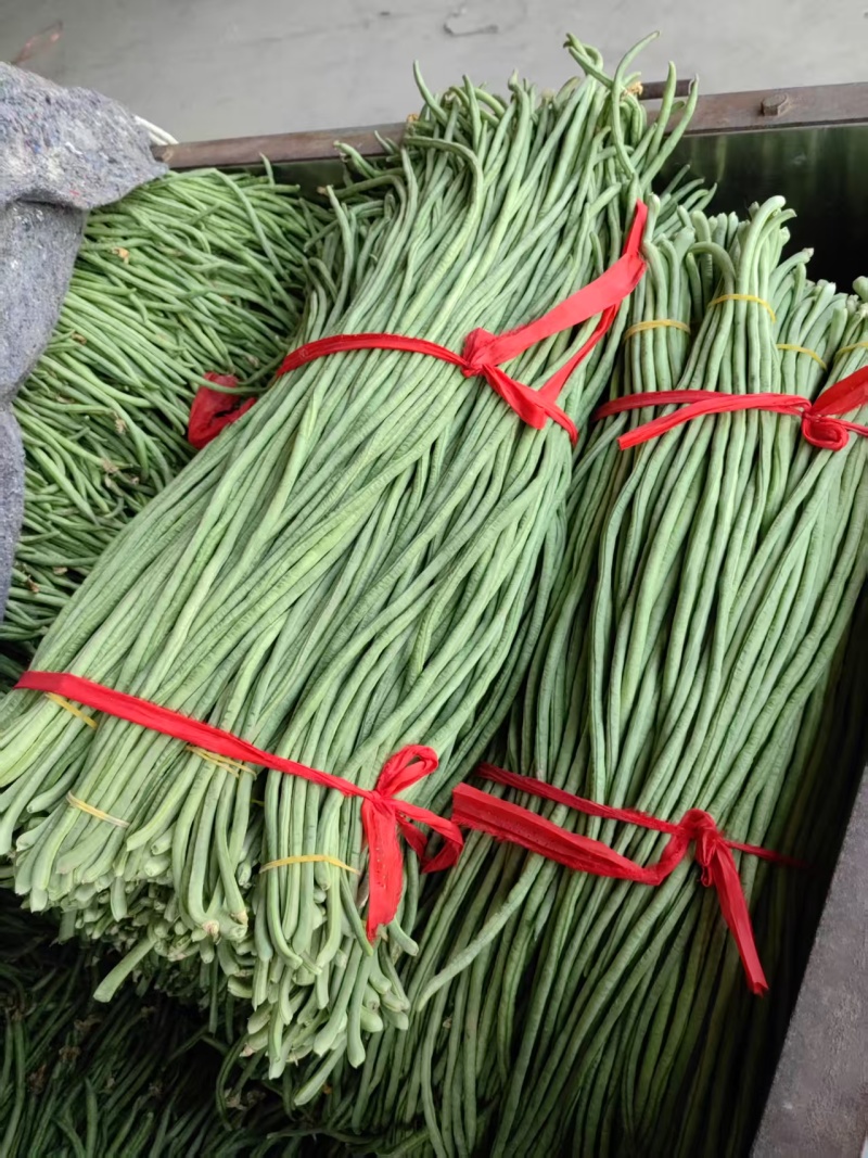 精品长豆角大量上市，全国发货，量大从优，可视频看货致电