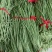 精品长豆角大量上市，全国发货，量大从优，可视频看货致电