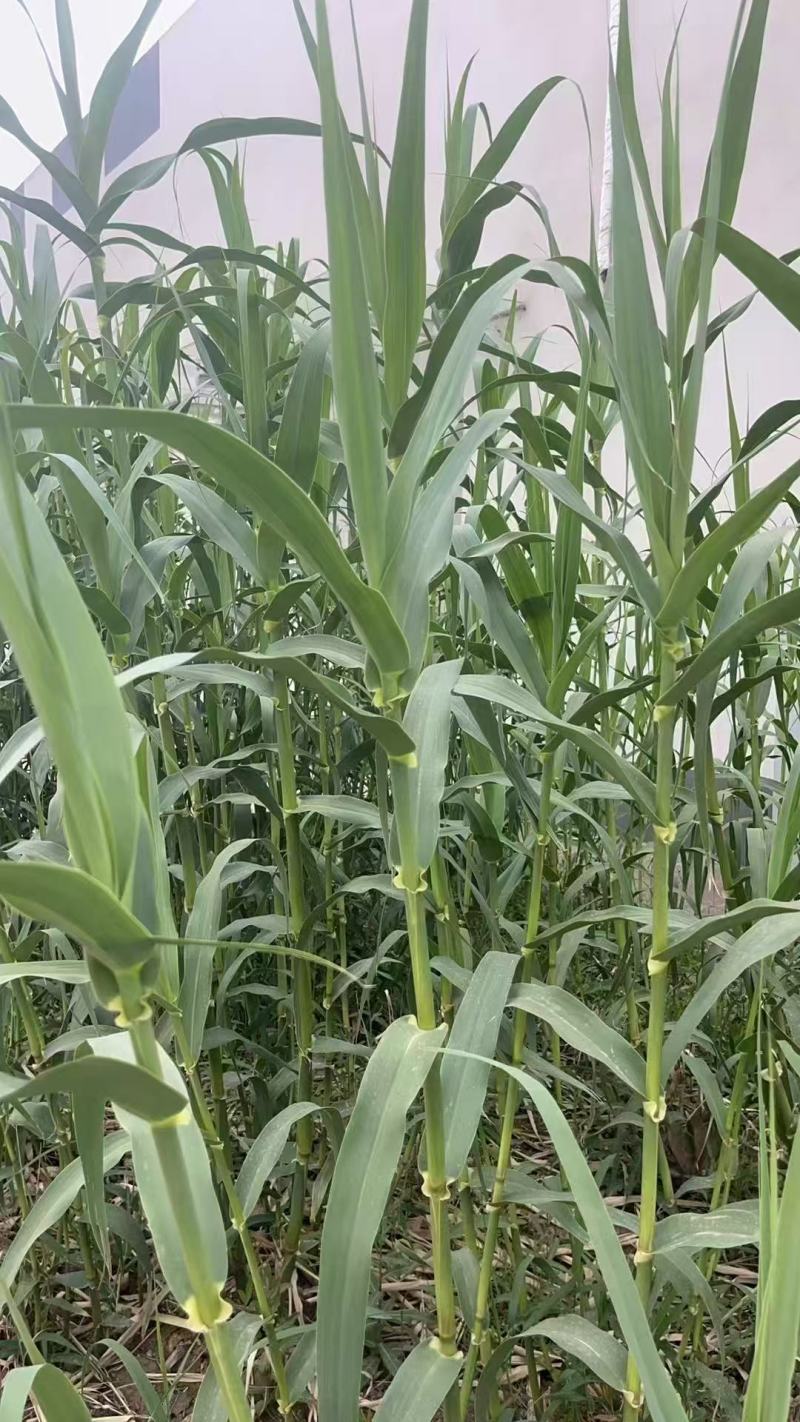 粽子叶芦苇叶苇叶一手货源量大价优欢迎致电