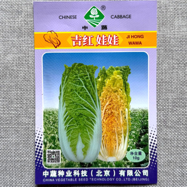吉红娃娃菜种子早熟橘红心品种叶球合抱筒形