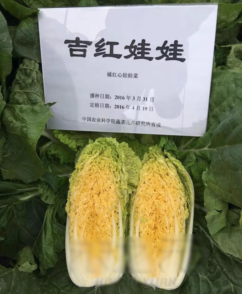 吉红娃娃菜种子早熟橘红心品种叶球合抱筒形