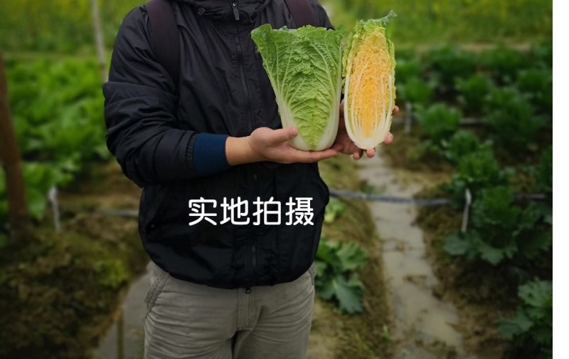 吉红娃娃菜种子早熟橘红心品种叶球合抱筒形