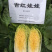 吉红娃娃菜种子早熟橘红心品种叶球合抱筒形