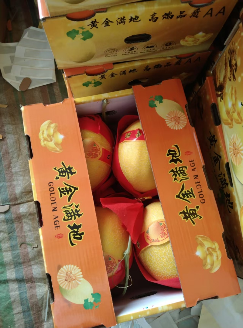 精品小蜜25即将上市品质保证现摘现发欢迎来电洽谈