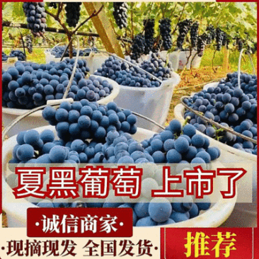 夏黑葡萄&云南葡萄/产地直发/批发~商超~电商~社区团购