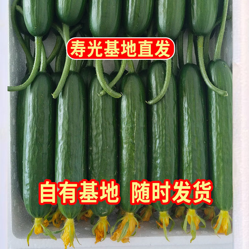 寿光水果黄瓜荷兰小黄瓜常年供应商超团购电商平台现摘现发