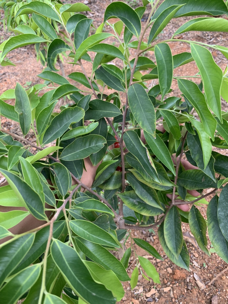 沉香树苗现挖，成活率高，量大从优致电联系