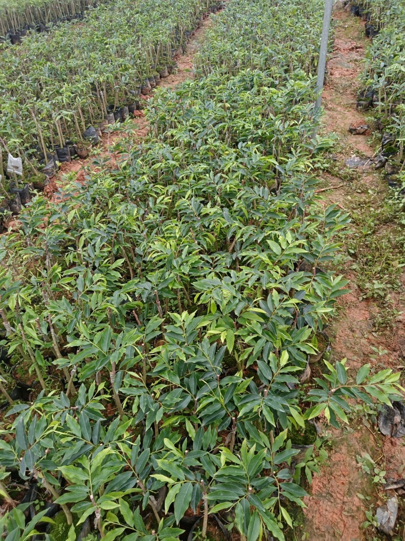 沉香树苗现挖，成活率高，量大从优致电联系