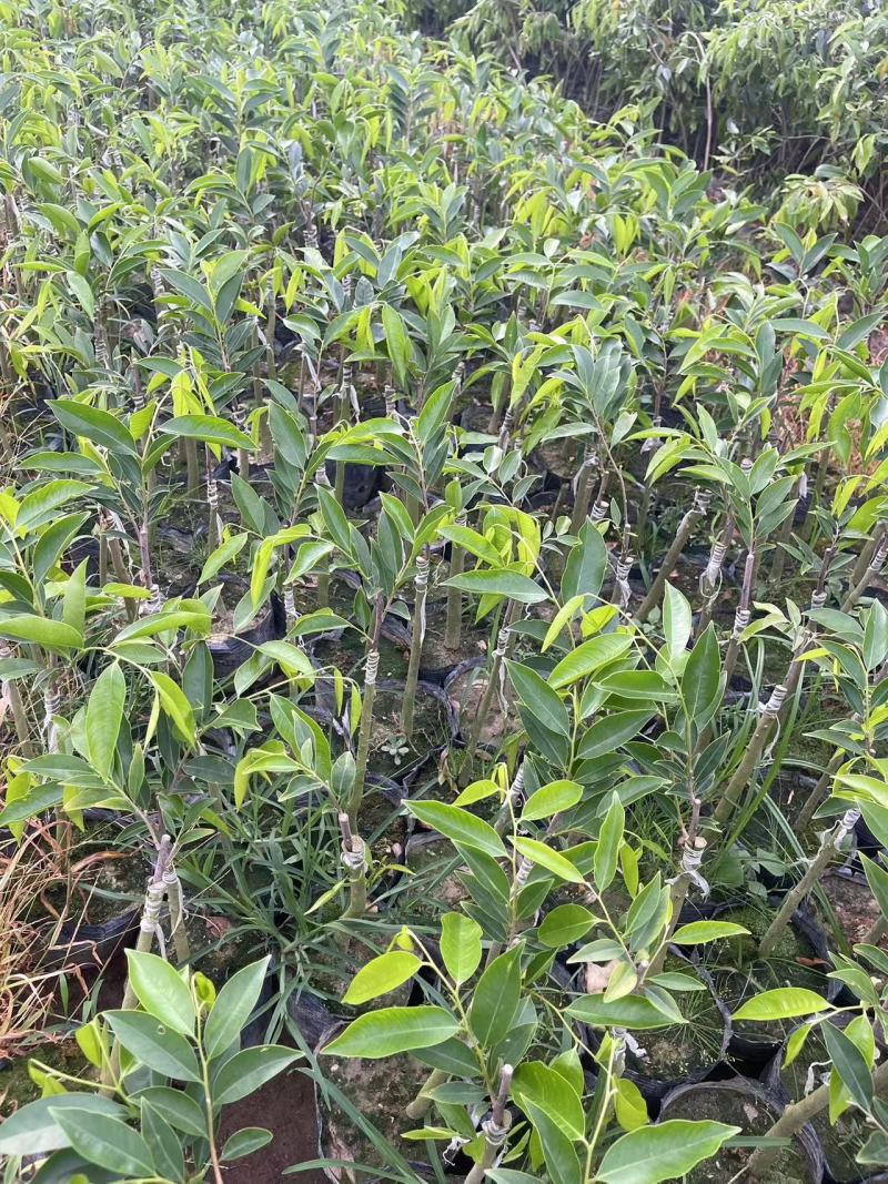 沉香树苗现挖，成活率高，量大从优致电联系