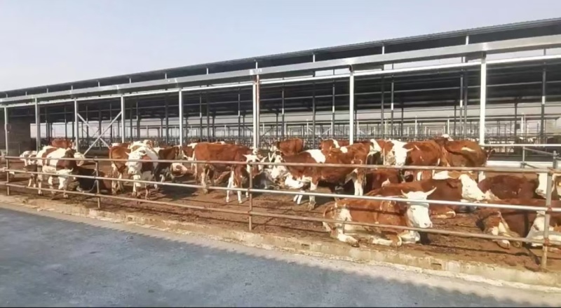 山西活牛西门塔尔牛犊养殖场直发欢迎电话联系