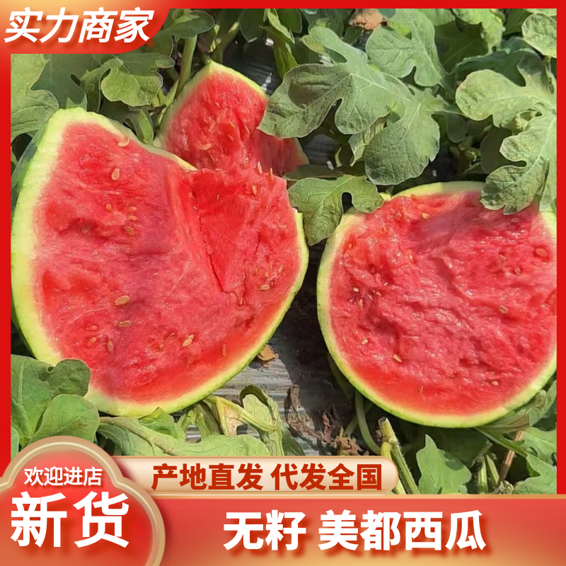 河南无籽美都西瓜麒麟西瓜现摘现发供应全国市场电商