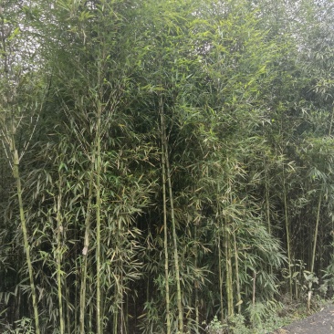 精品方竹，竹子种植基地批发直销，各种规格。