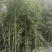 精品方竹，竹子种植基地批发直销，各种规格。