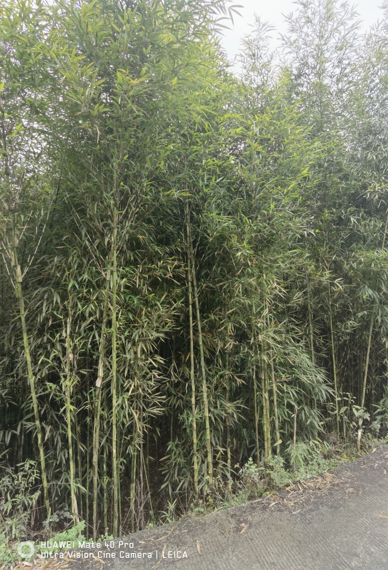精品方竹，竹子种植基地批发直销，各种规格。
