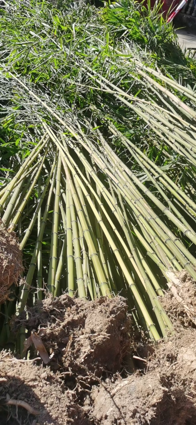精品方竹，竹子种植基地批发直销，各种规格。