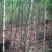 精品方竹，竹子种植基地批发直销，各种规格。