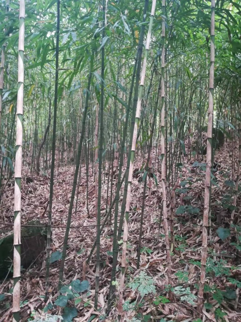 精品方竹，竹子种植基地批发直销，各种规格。