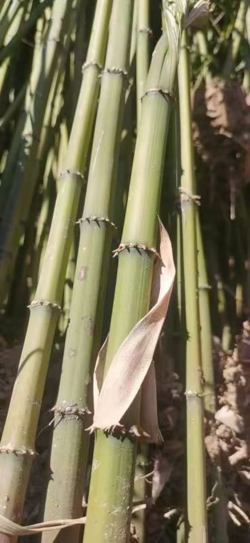 精品方竹，竹子种植基地批发直销，各种规格。