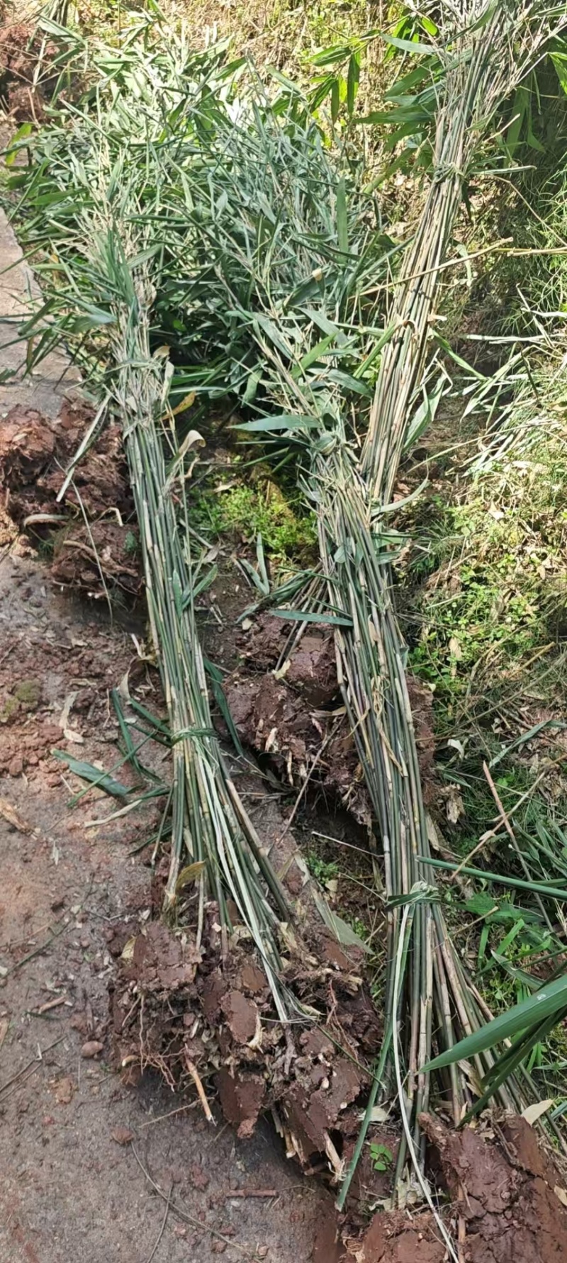 精品箭竹，竹子种植基地批发直销，各种规格。