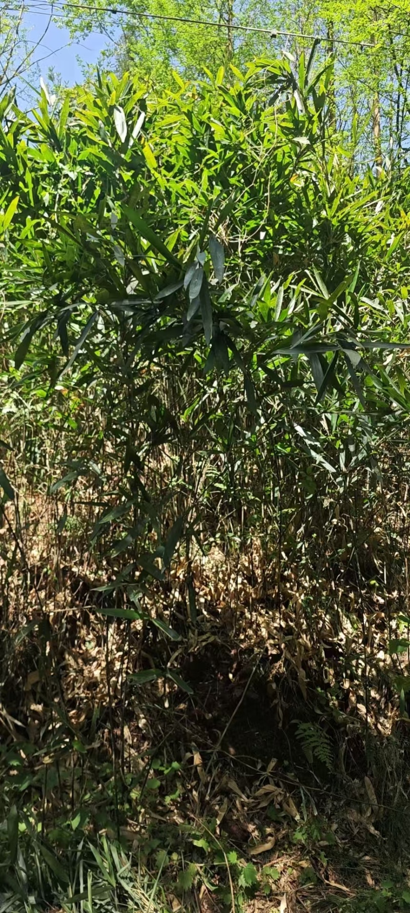 精品箭竹，竹子种植基地批发直销，各种规格。