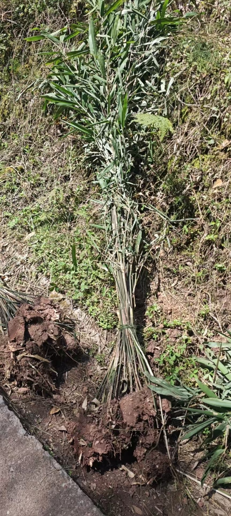 精品箭竹，竹子种植基地批发直销，各种规格。