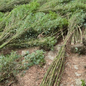 精品凤尾竹地苗(袋苗),竹子种植基地批发直销,各种规格。