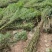 精品凤尾竹地苗(袋苗),竹子种植基地批发直销,各种规格。