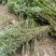 精品凤尾竹地苗(袋苗),竹子种植基地批发直销,各种规格。