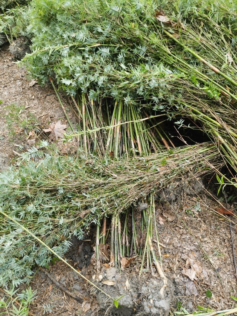精品凤尾竹地苗（袋苗），竹子种植基地批发直销，各种规格。