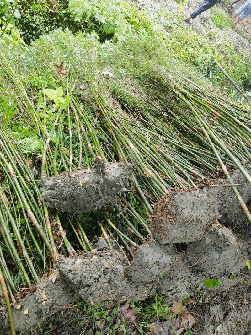精品凤尾竹地苗（袋苗），竹子种植基地批发直销，各种规格。