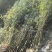 精品凤尾竹地苗(袋苗),竹子种植基地批发直销,各种规格。