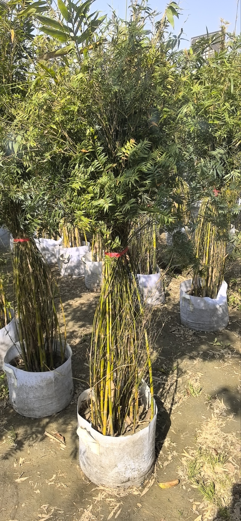 精品凤尾竹地苗（袋苗），竹子种植基地批发直销，各种规格。