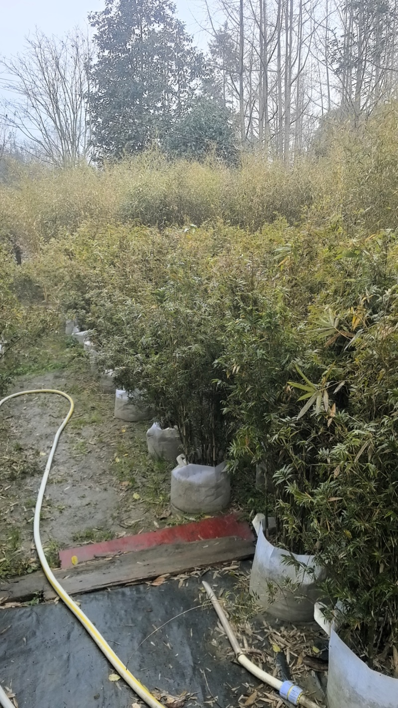 精品凤尾竹地苗（袋苗），竹子种植基地批发直销，各种规格。