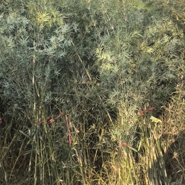 精品孝顺竹,竹子种植基地批发直销,各种规格。