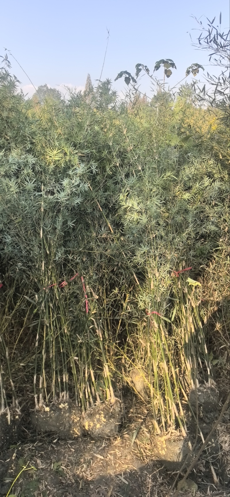 精品孝顺竹，竹子种植基地批发直销，各种规格。