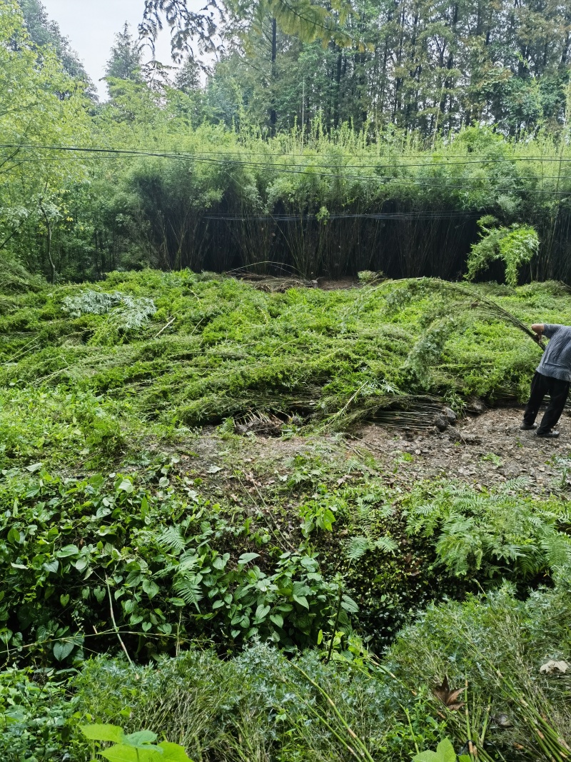 精品孝顺竹，竹子种植基地批发直销，各种规格。
