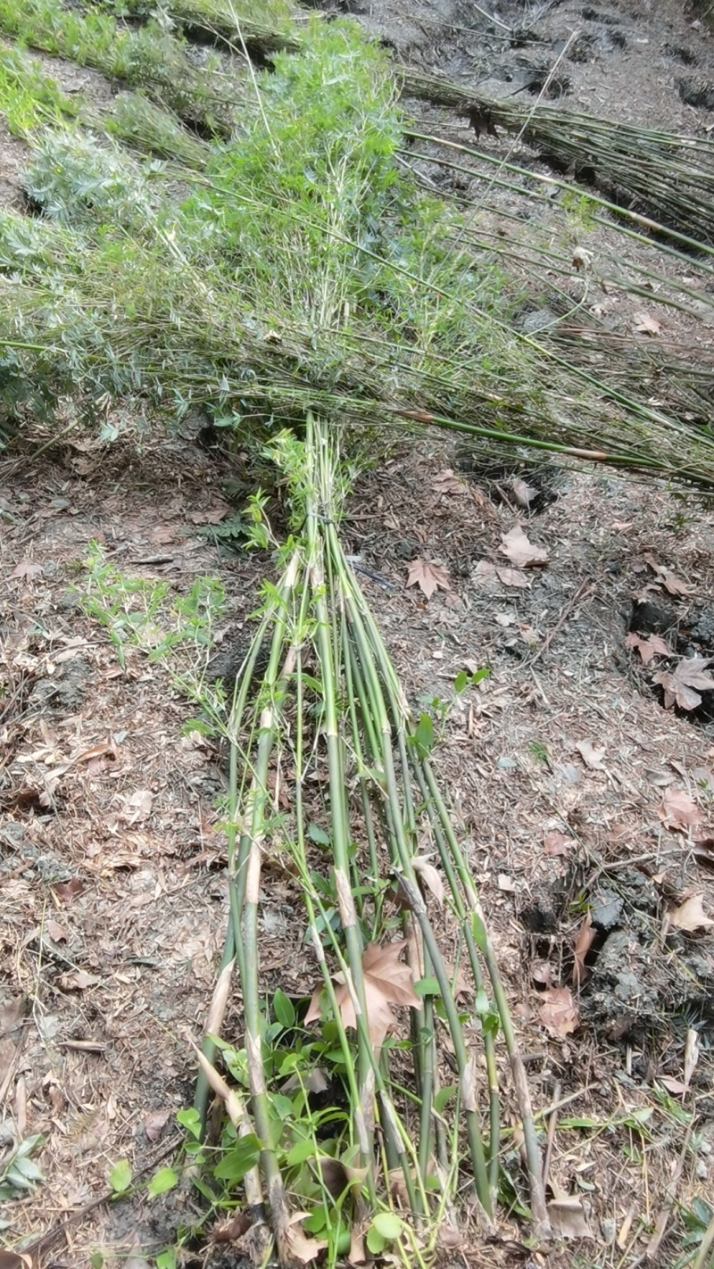 精品孝顺竹，竹子种植基地批发直销，各种规格。