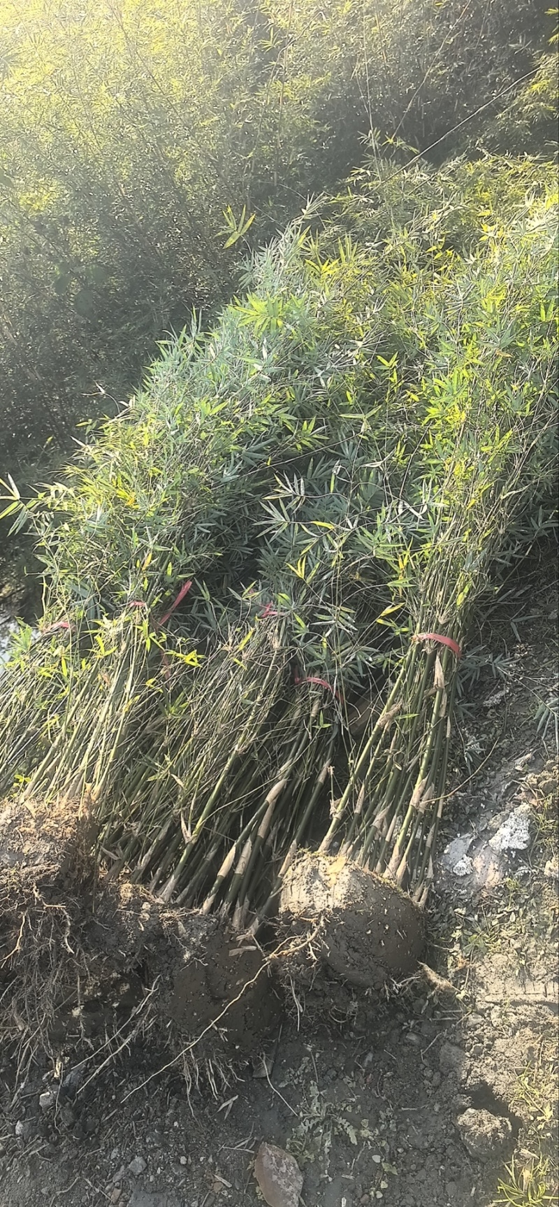 精品孝顺竹，竹子种植基地批发直销，各种规格。