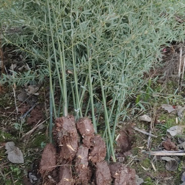 精品钢竹,竹子种植基地批发直销,各种规格。