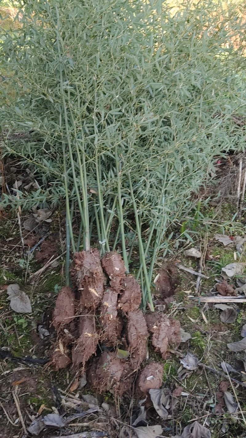 精品钢竹，竹子种植基地批发直销，各种规格。
