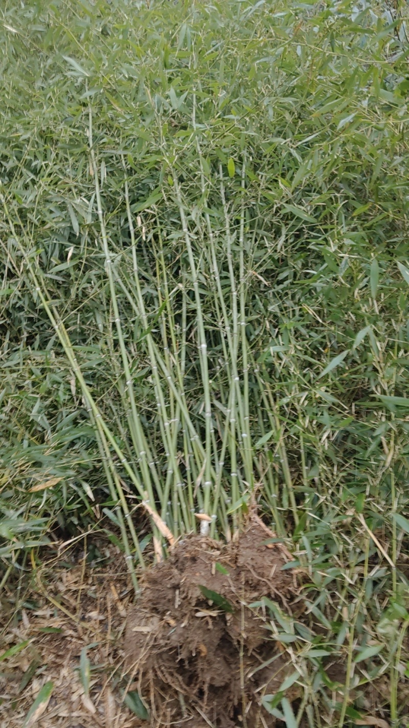 精品钢竹，竹子种植基地批发直销，各种规格。