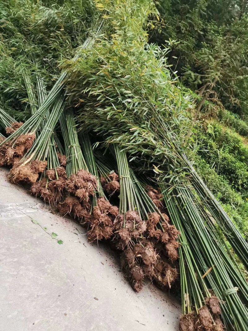 精品钢竹，竹子种植基地批发直销，各种规格。