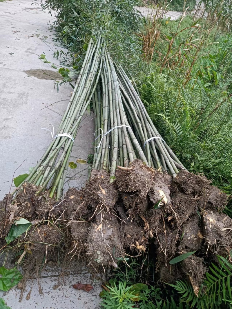 精品钢竹，竹子种植基地批发直销，各种规格。