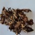 《精品》升麻大量有货精选药材品质保证可视频看货