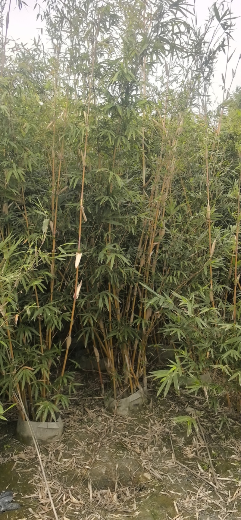 精品琴丝竹地苗（袋苗），竹子种植基地批发直销，各种规格