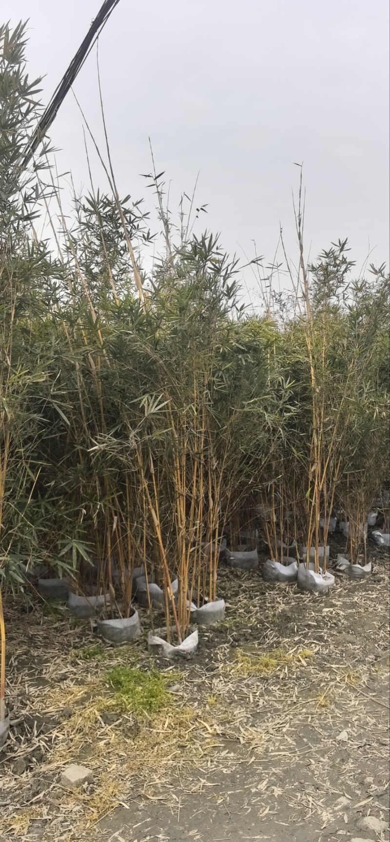 精品琴丝竹地苗（袋苗），竹子种植基地批发直销，各种规格