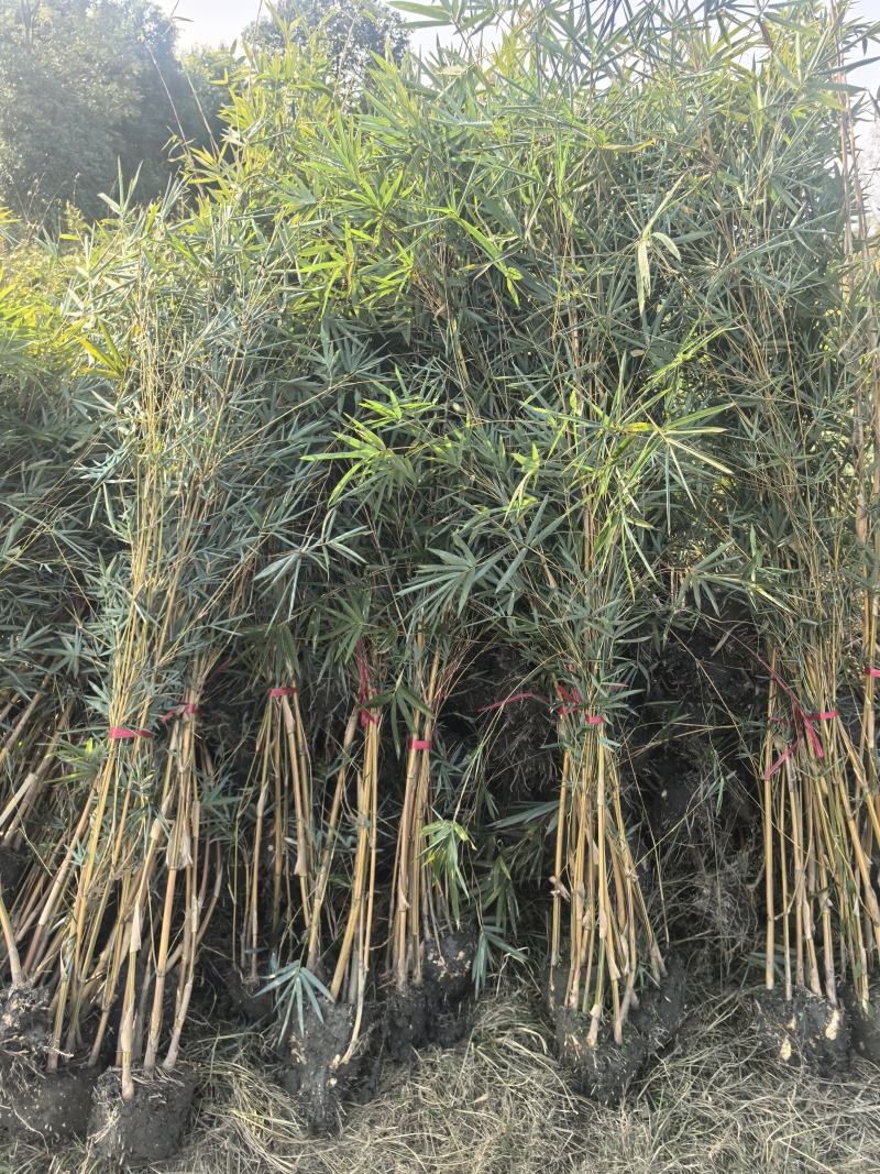 精品琴丝竹地苗（袋苗），竹子种植基地批发直销，各种规格
