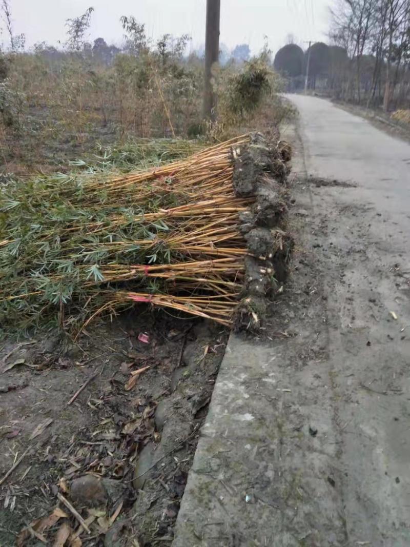 精品琴丝竹地苗（袋苗），竹子种植基地批发直销，各种规格