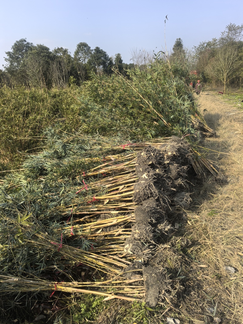 精品琴丝竹地苗（袋苗），竹子种植基地批发直销，各种规格